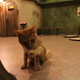 Illustration for article titled Cat Cafes Dont Get Much Cuter Than This